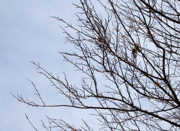 Ramos nus de uma árvore contra o céu matutino — Fotografia de Stock