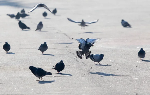Bir sürü şehir güvercinleri — Stok fotoğraf