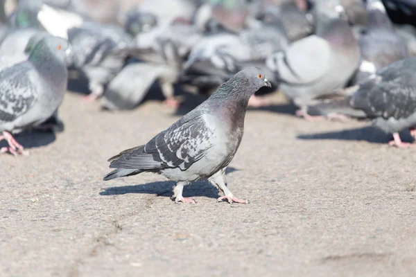 Una bandada de palomas en la ciudad — Foto de Stock