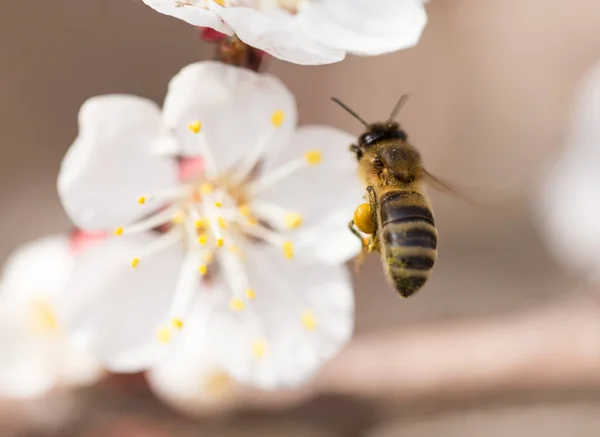 stock image bee in flight in nature