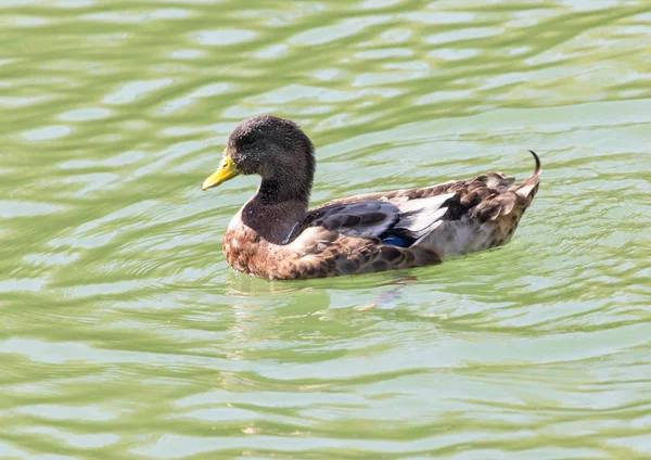 Pato en el lago en la naturaleza — Foto de Stock