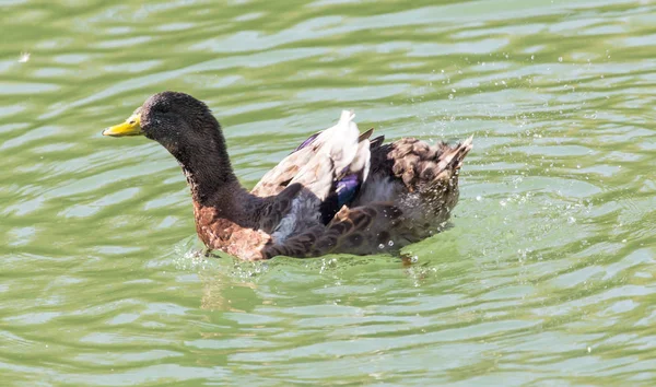 Kachna na jezeře v přírodě — Stock fotografie