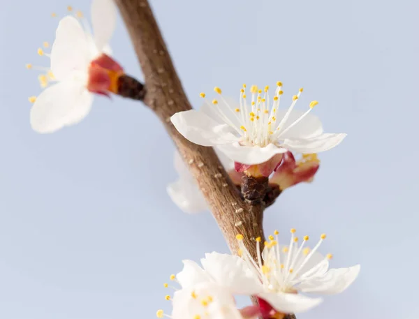 Flores de damasco em uma árvore na natureza — Fotografia de Stock