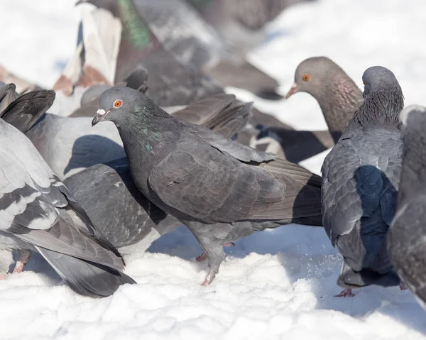 Flock duvor på snö utomhus — Stockfoto