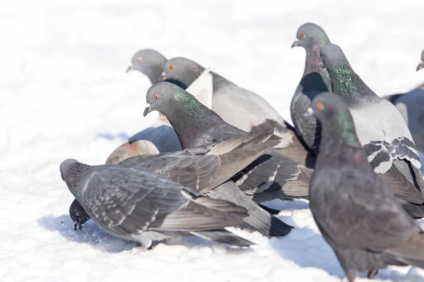 Taubenschwarm auf Schnee im Freien — Stockfoto