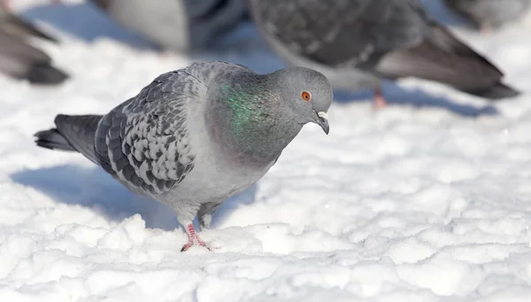 Bandada de palomas en la nieve al aire libre — Foto de Stock