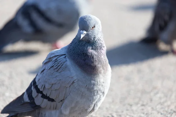 Portrait of pigeon on nature — Stock Photo, Image