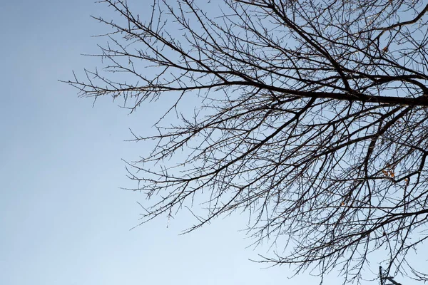 Bare boomtakken tegen de hemel — Stockfoto