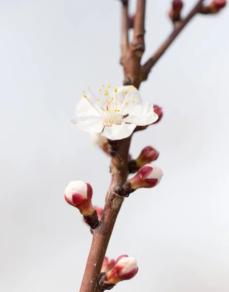 Flores de albaricoque en un árbol en la naturaleza —  Fotos de Stock