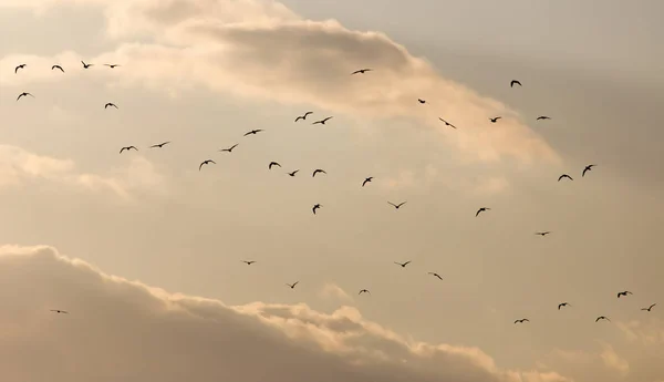 En flock måsar på himlen vid solnedgången — Stockfoto