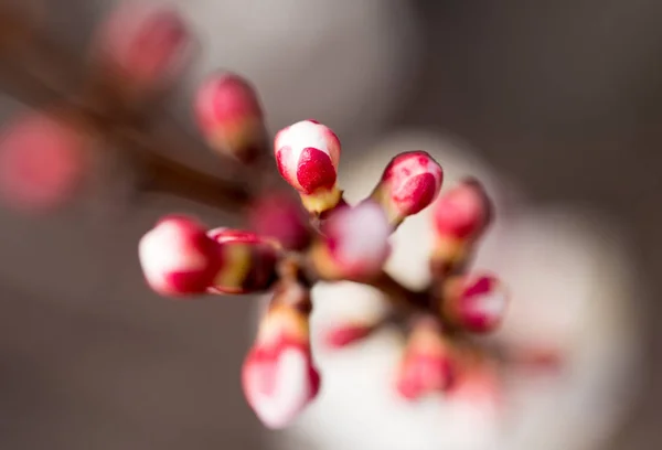 Apricot flowers on a tree in nature — Stock Photo, Image