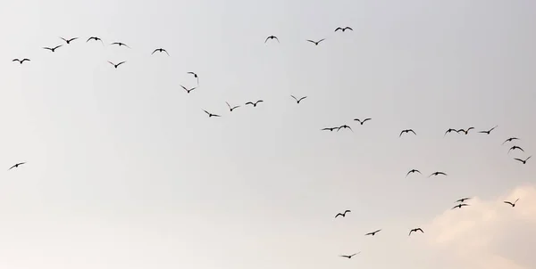 Una bandada de gaviotas en el cielo al atardecer — Foto de Stock
