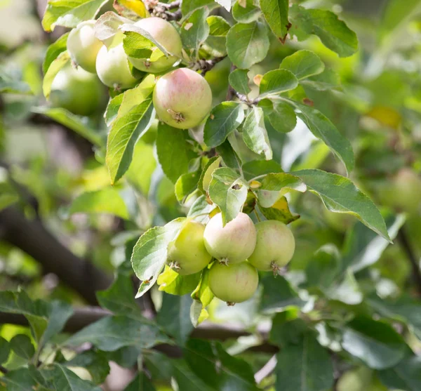 Manzanas en el árbol en la naturaleza —  Fotos de Stock