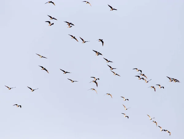 Un troupeau de mouettes dans le ciel au coucher du soleil — Photo