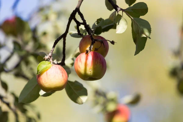 自然界中树上成熟的苹果 — 图库照片