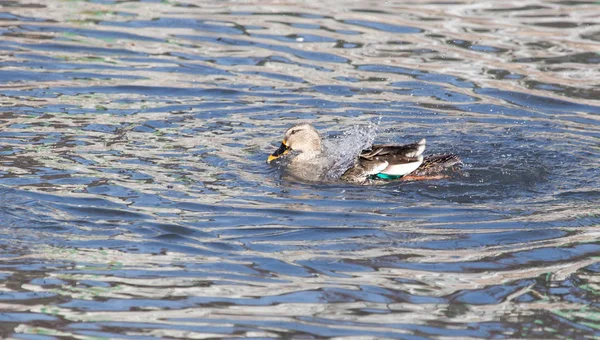 Duck in the lake in nature — Stock Photo, Image