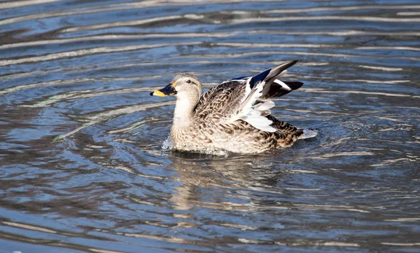 Duck in the lake in nature — Stock Photo, Image