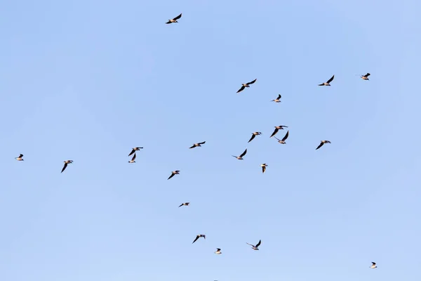 Um rebanho de gaivotas contra um céu azul — Fotografia de Stock