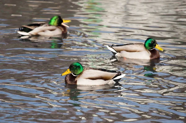 Enten in einem See in der Natur — Stockfoto