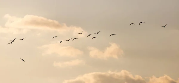 En flock måsar på himlen vid solnedgången — Stockfoto