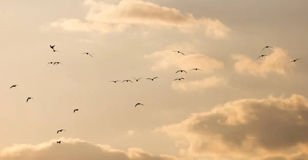 En flock måsar på himlen vid solnedgången — Stockfoto