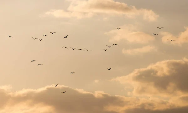 日落时天空中的一群海鸥 — 图库照片