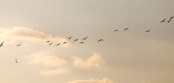 En flock måsar på himlen vid solnedgången — Stockfoto