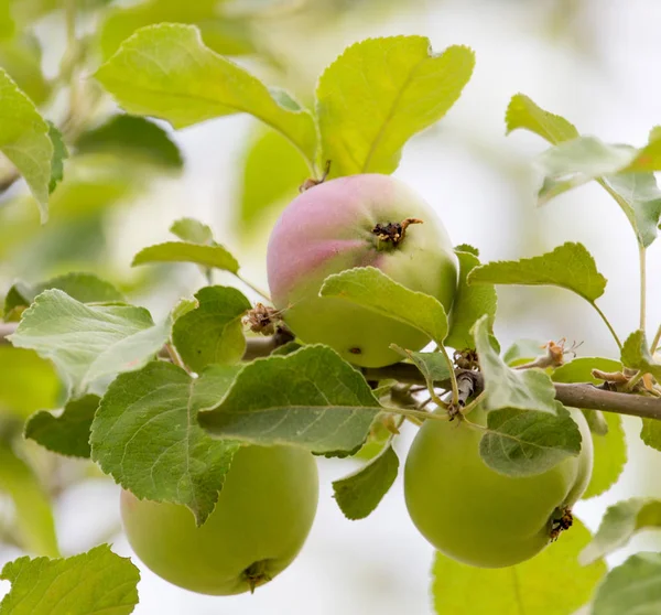 Ripe apples on the tree in nature — Stock Photo, Image