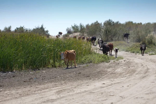 Le mucche sono su una strada polverosa — Foto Stock