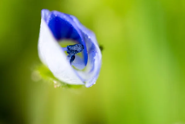 Piccolo fiore blu in natura. macro — Foto Stock