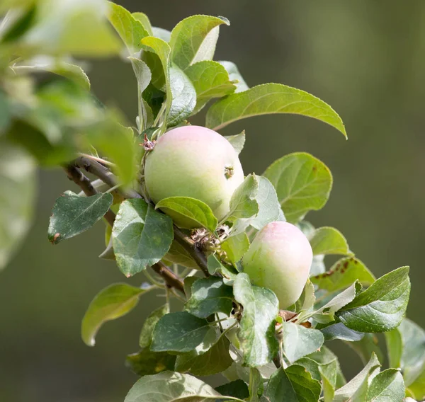 Pommes vertes mûres fraîches sur l'arbre dans le jardin d'été — Photo