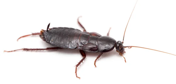 Cockroach on a white background — Stock Photo, Image