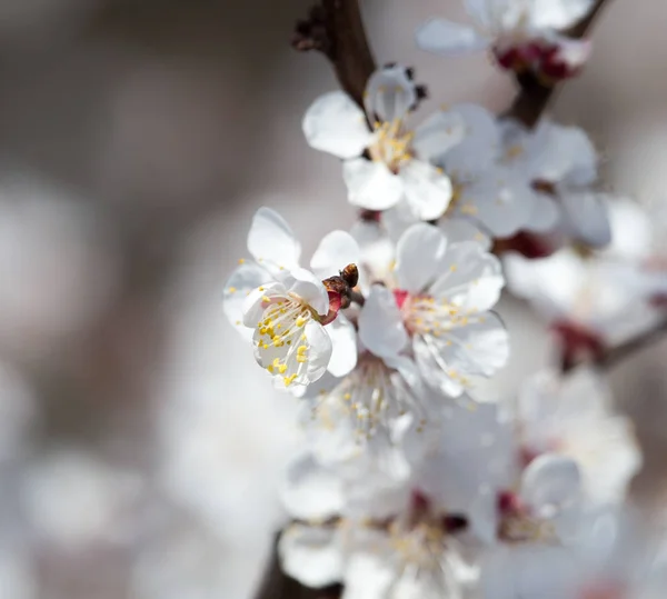 Flores en el árbol en la naturaleza — Foto de Stock