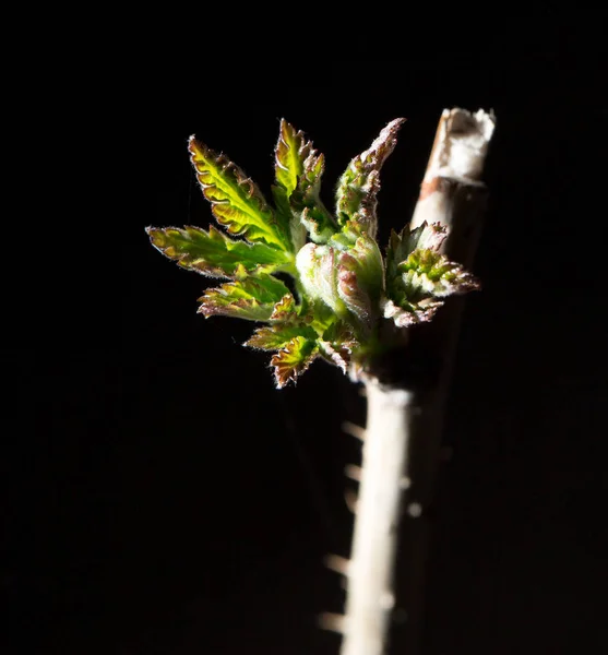 Siyah bir arka plan genç yapraklarda. Makro — Stok fotoğraf