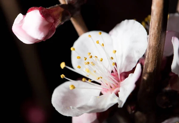 Doğada, ağaçtaki çiçekler siyah arka planda. makro — Stok fotoğraf