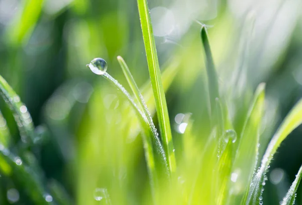 Droppar dagg på det gröna gräset i naturen. makro — Stockfoto