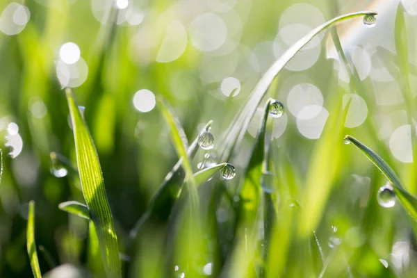 Gocce di rugiada sull'erba verde in natura. macro — Foto Stock