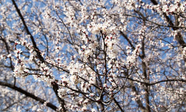 Flores en el árbol en la naturaleza — Foto de Stock