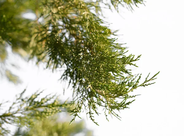 Tuja gren på naturen. makro — Stockfoto