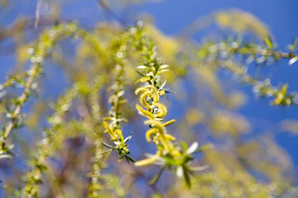 Flores en el árbol en el sauce naturaleza —  Fotos de Stock