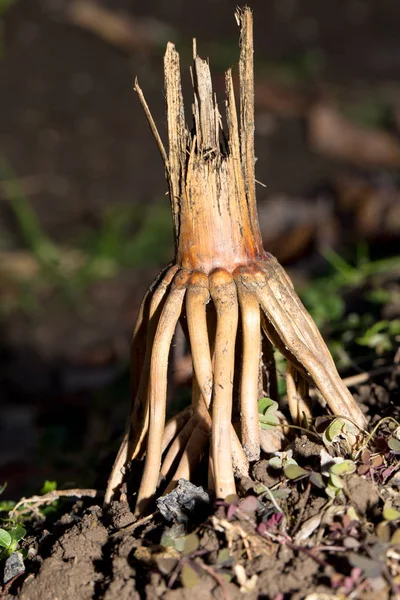 Oude droge wortels van de plant in de natuur — Stockfoto