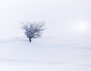 Şafak vakti kardaki ağaç