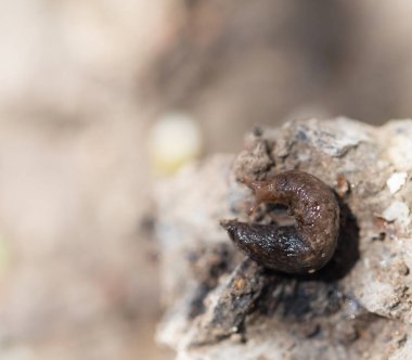 salyangoz doğada. Makro