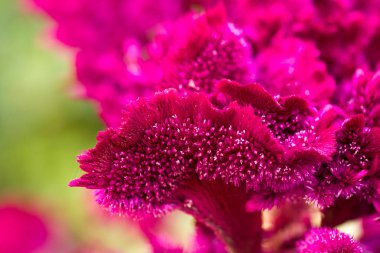 doğa kırmızı kadife çiçeği