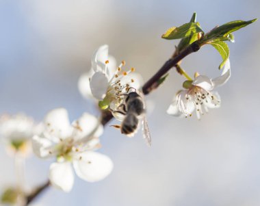 çiçek arıya. Makro