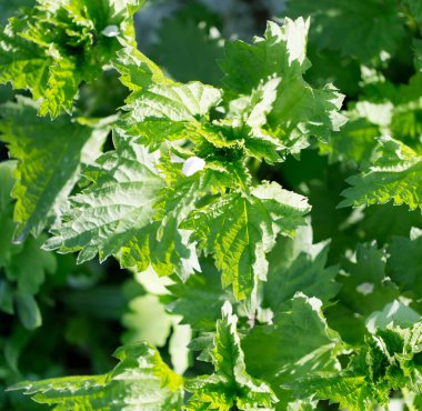 Yeşil ısırgan bush