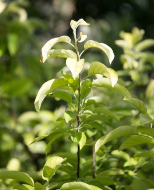 güzel doğada bir ağaç dalı