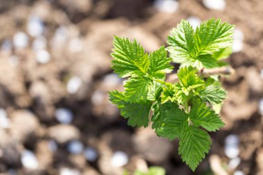 doğa genç Ahududu yaprakları