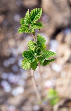 doğa genç Ahududu yaprakları