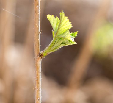 doğa genç Ahududu yaprakları